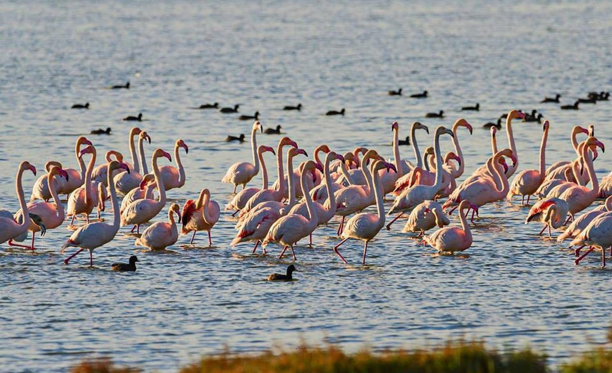 Quet - Casa Rural Con Piscina Privada En El Delta Del Ebro - Deltavacaciones Deltebre Esterno foto